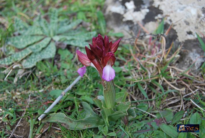 orchis  papilionacea.JPG